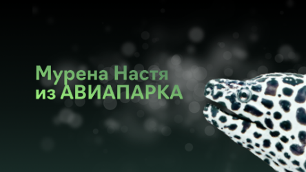 Год Мурены Насти в АВИАПАРКЕ